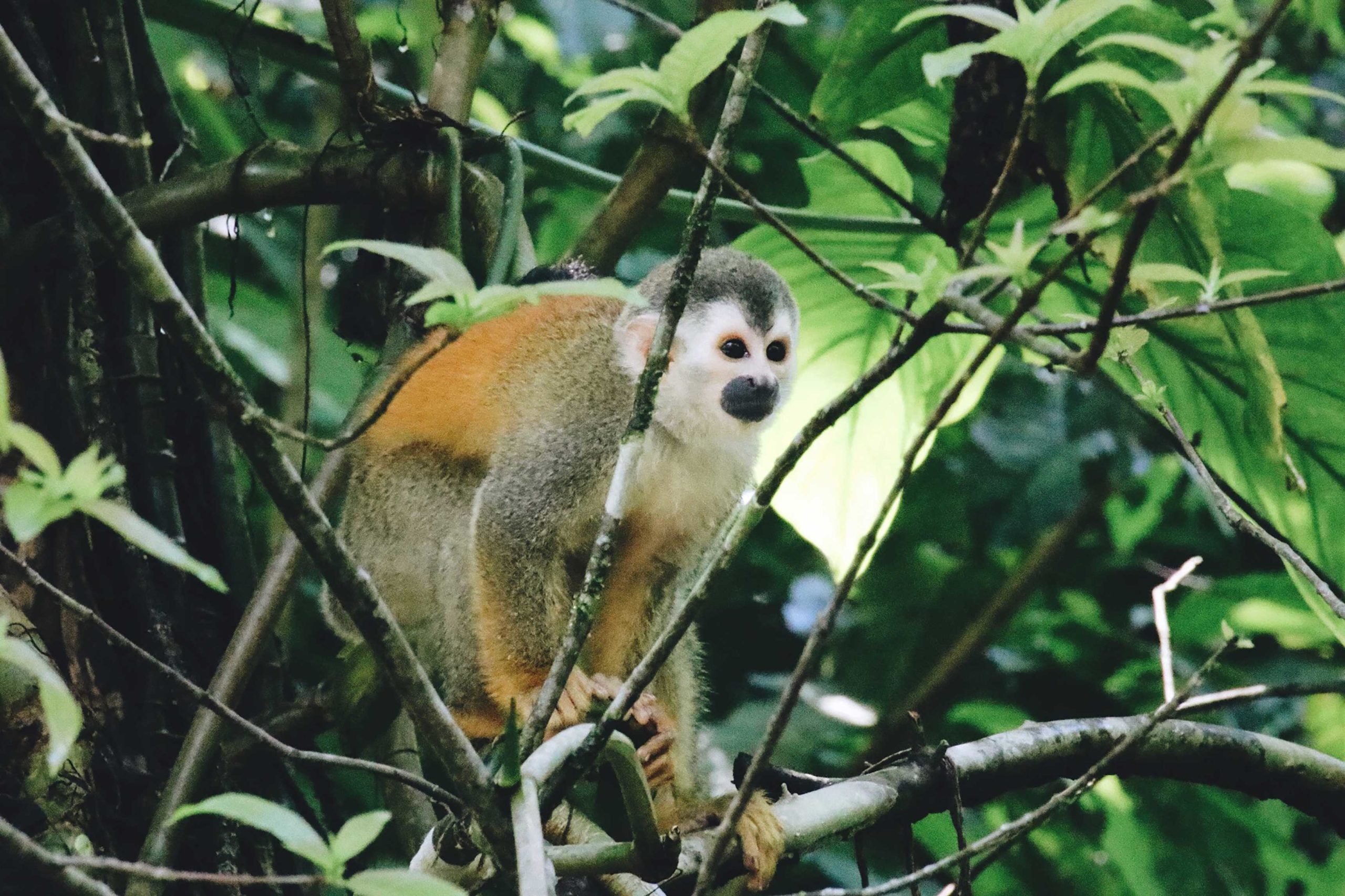 Visite privée du parc Manuel Antonio