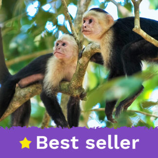 Manuel Antonio Park Guided Tour