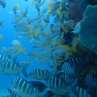 Caño Island Snorkeling (CR Dive and Surf)