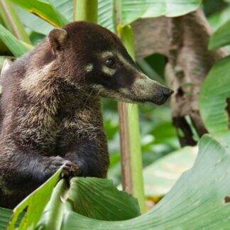 Corcovado National Park Guided Tour