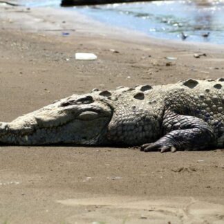 Crocodile Man Tour