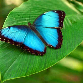 Butterfly Exhibition & Medicinal Plants
