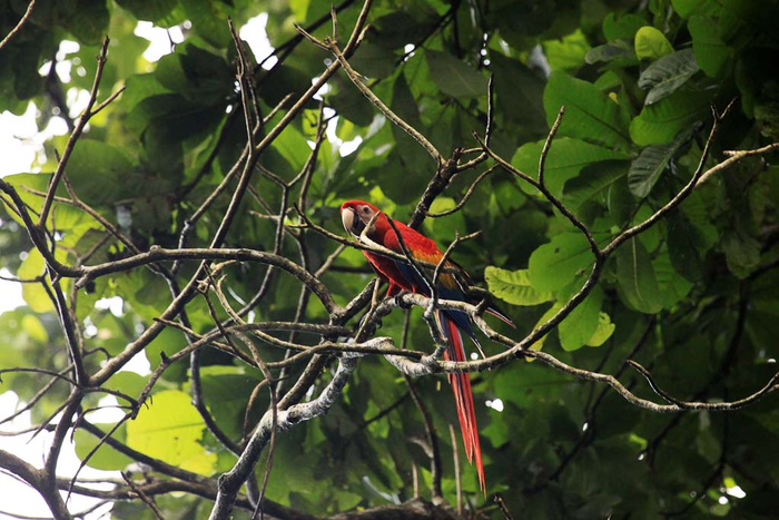 Parc national Carara