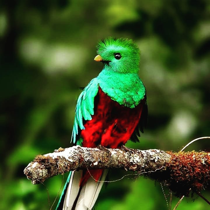 Los Quetzales National Park