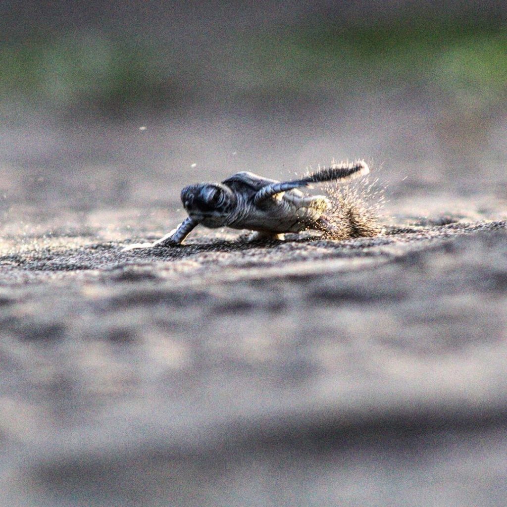 Tortuguero National Park