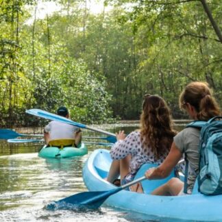 Damas Mangrove Boat Tours