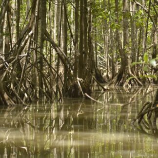 Damas Mangrove With Mile