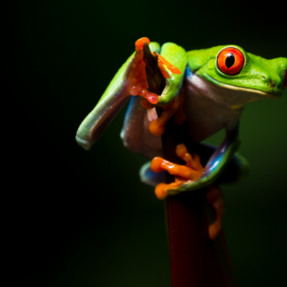 Educational Jungle Night Walk