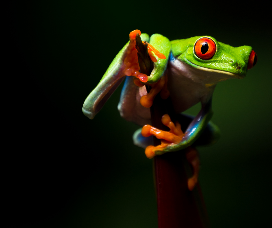 Educational Jungle Night Walk