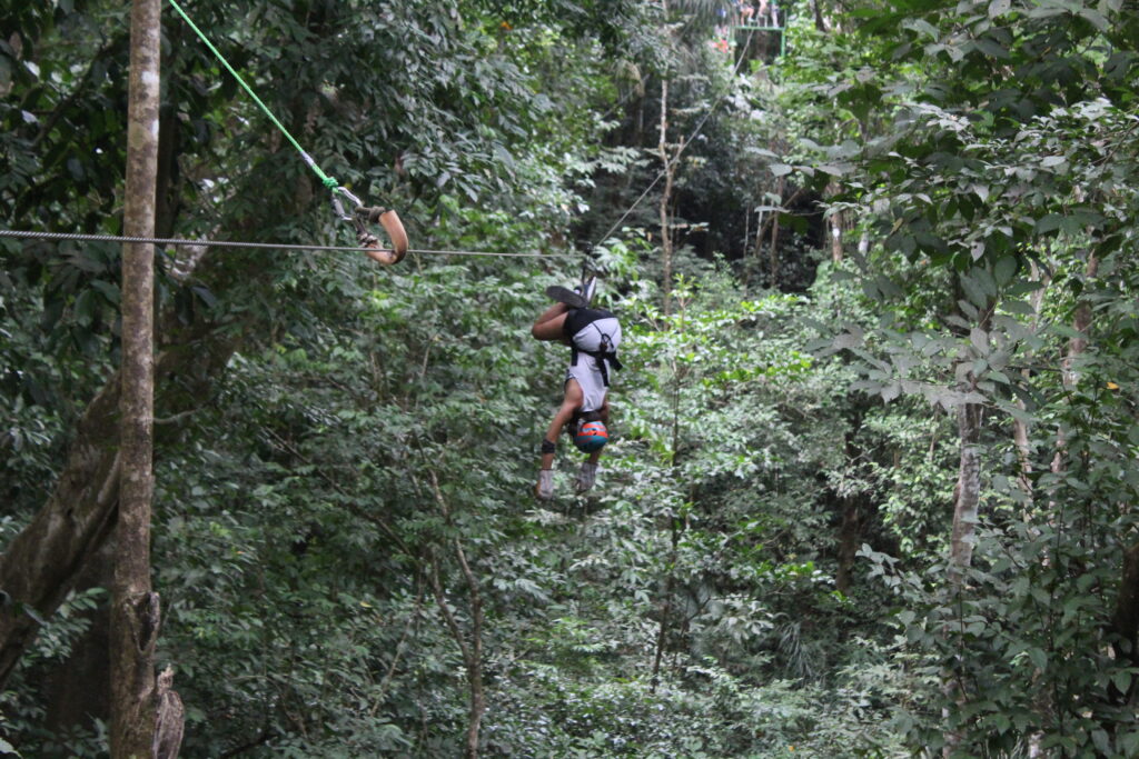 Canopy Titi