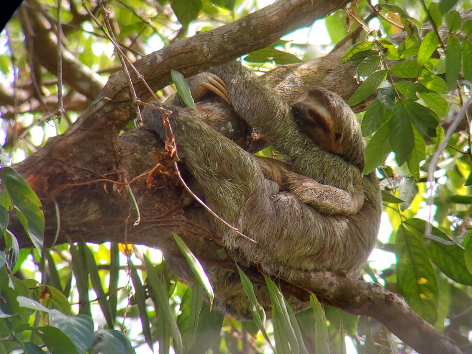 A family that loves sloths came from Holland to see them