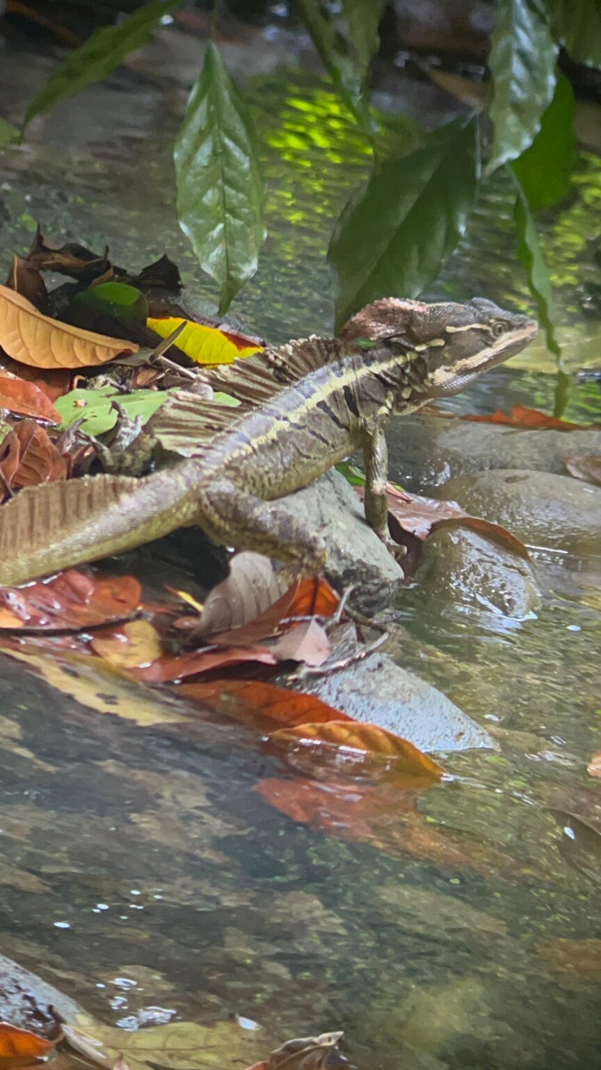 Enthusiastic Wildlife Adventure with Lovely Families