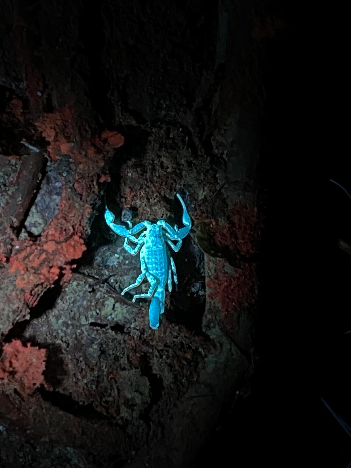 Unexpected Wildlife Surprises and Cautious Steps