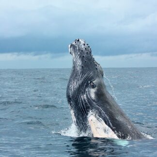 Whale Watching at Marino Ballena