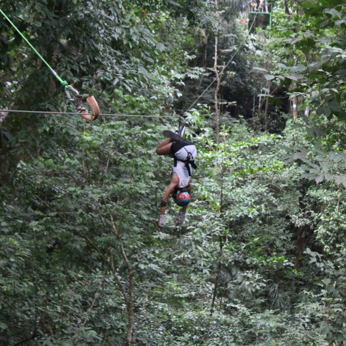 Canopy Titi