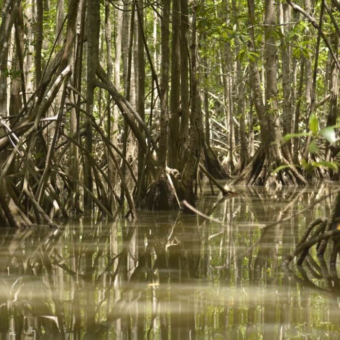 Damas Mangrove With Mile