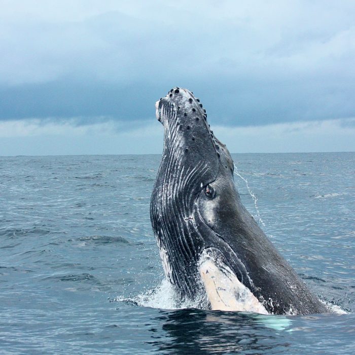 Whale Watching at Marino Ballena
