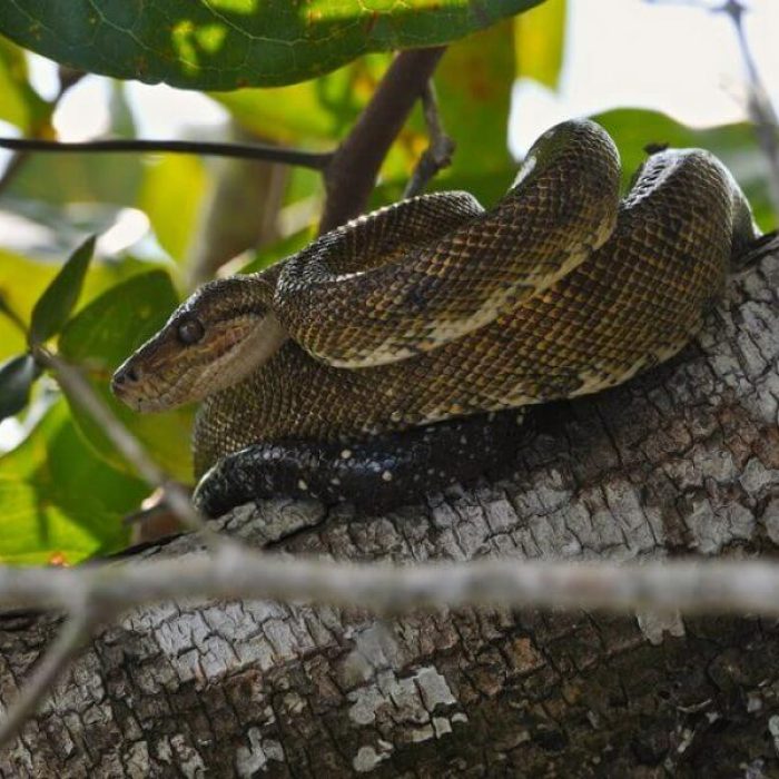 Damas Mangrove Boat Tours